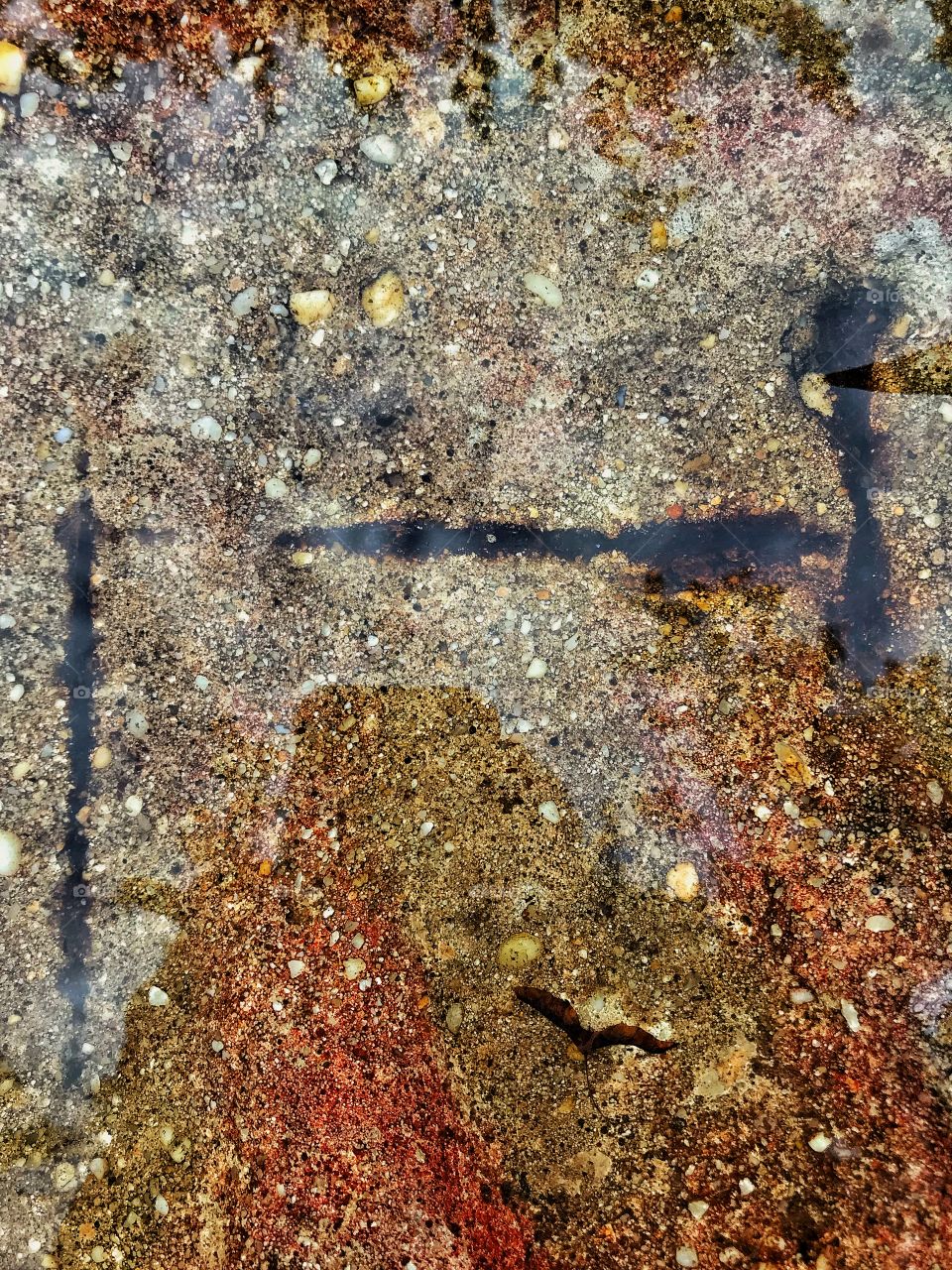Reflections in a bird bath
