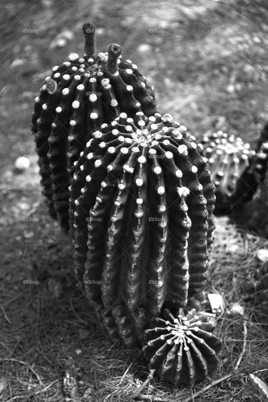 Bulb cactus in black and white