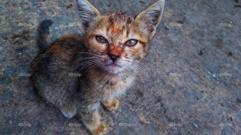 Cute cat with sharp eyes and fluffy fur