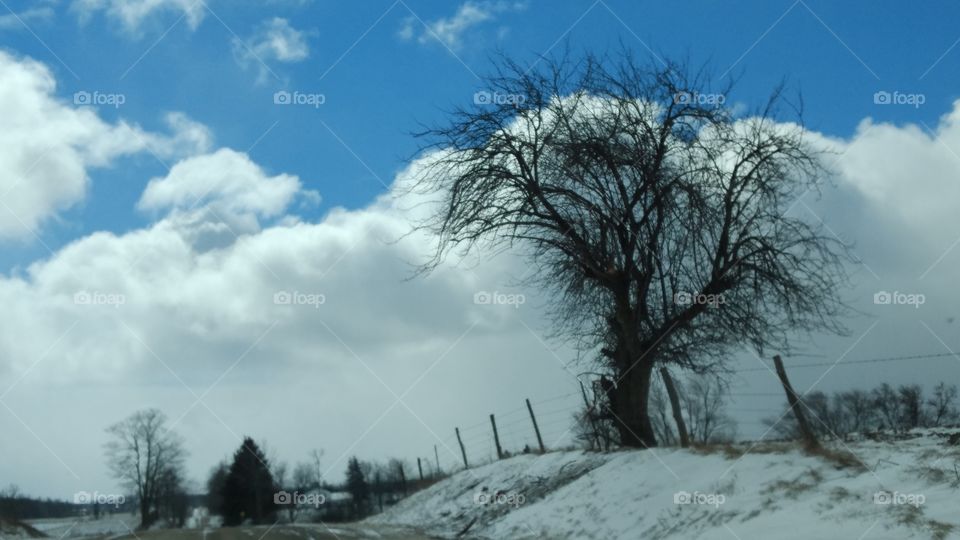 Winter, Snow, Landscape, Tree, Cold