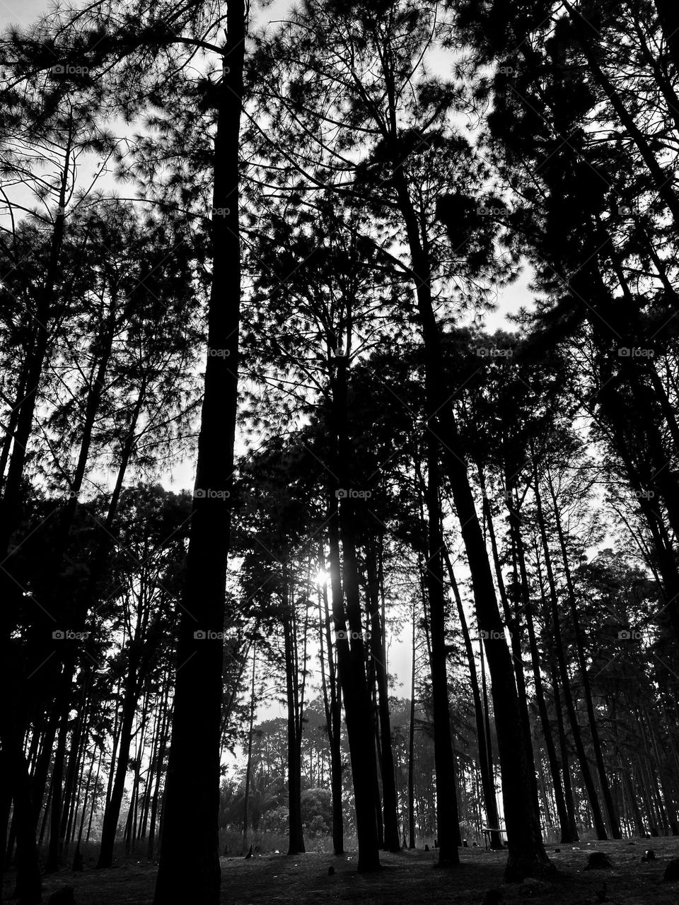 White and black, trees, pine forest, evening shots, serenity 