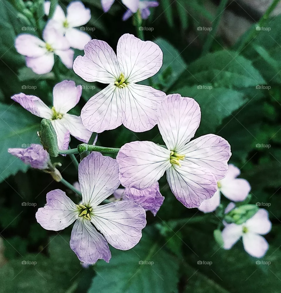 flowers