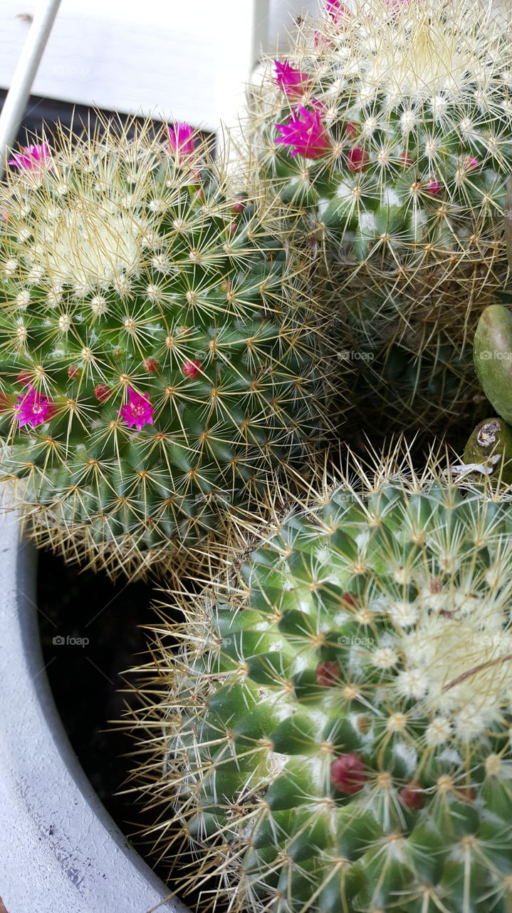 cactus blooms