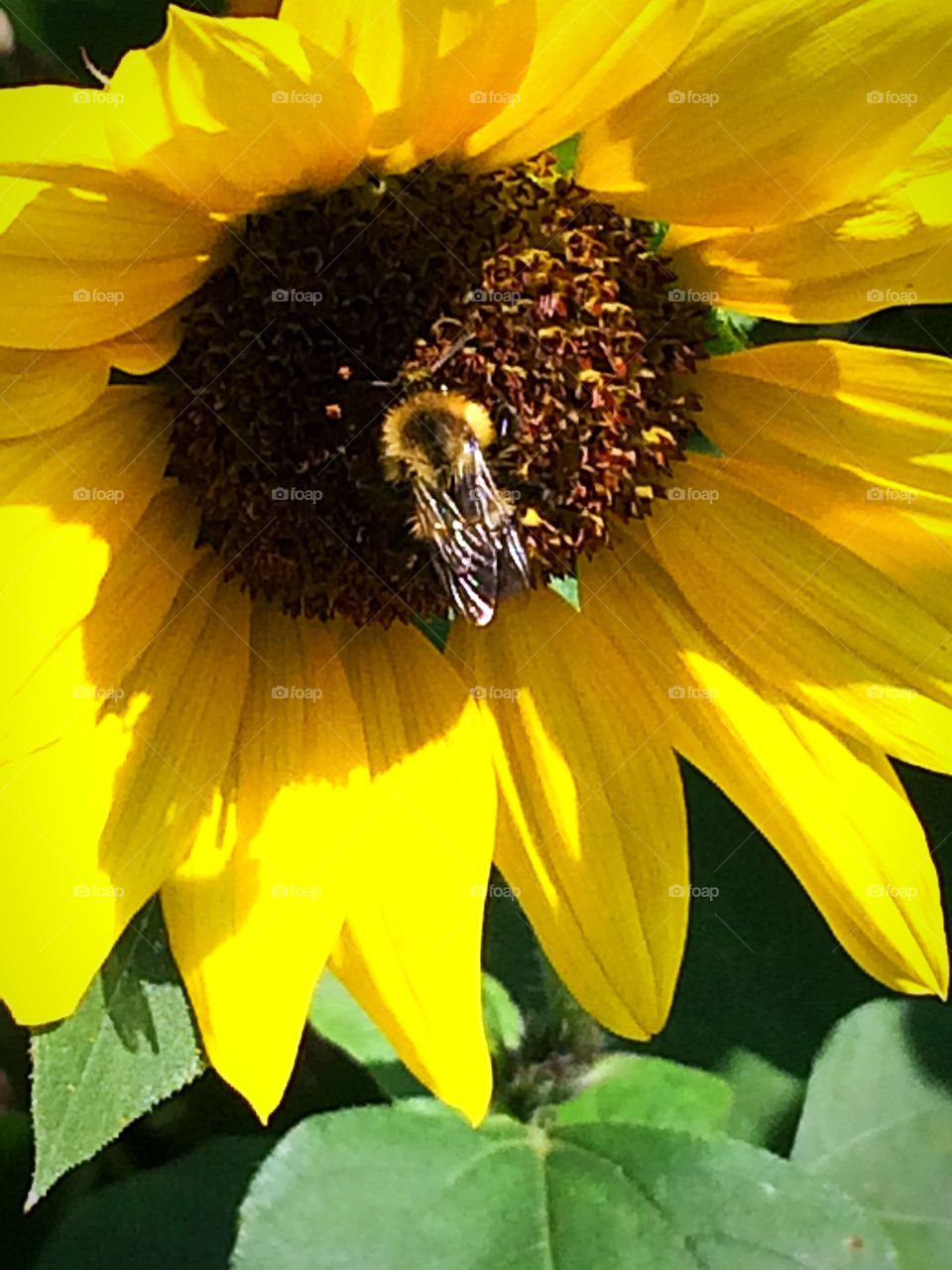 Bee on a sunflower image 