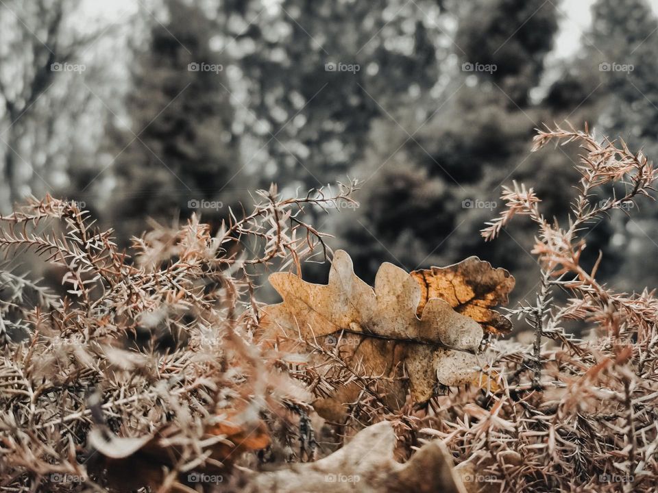 Drying needles with a small leaf.