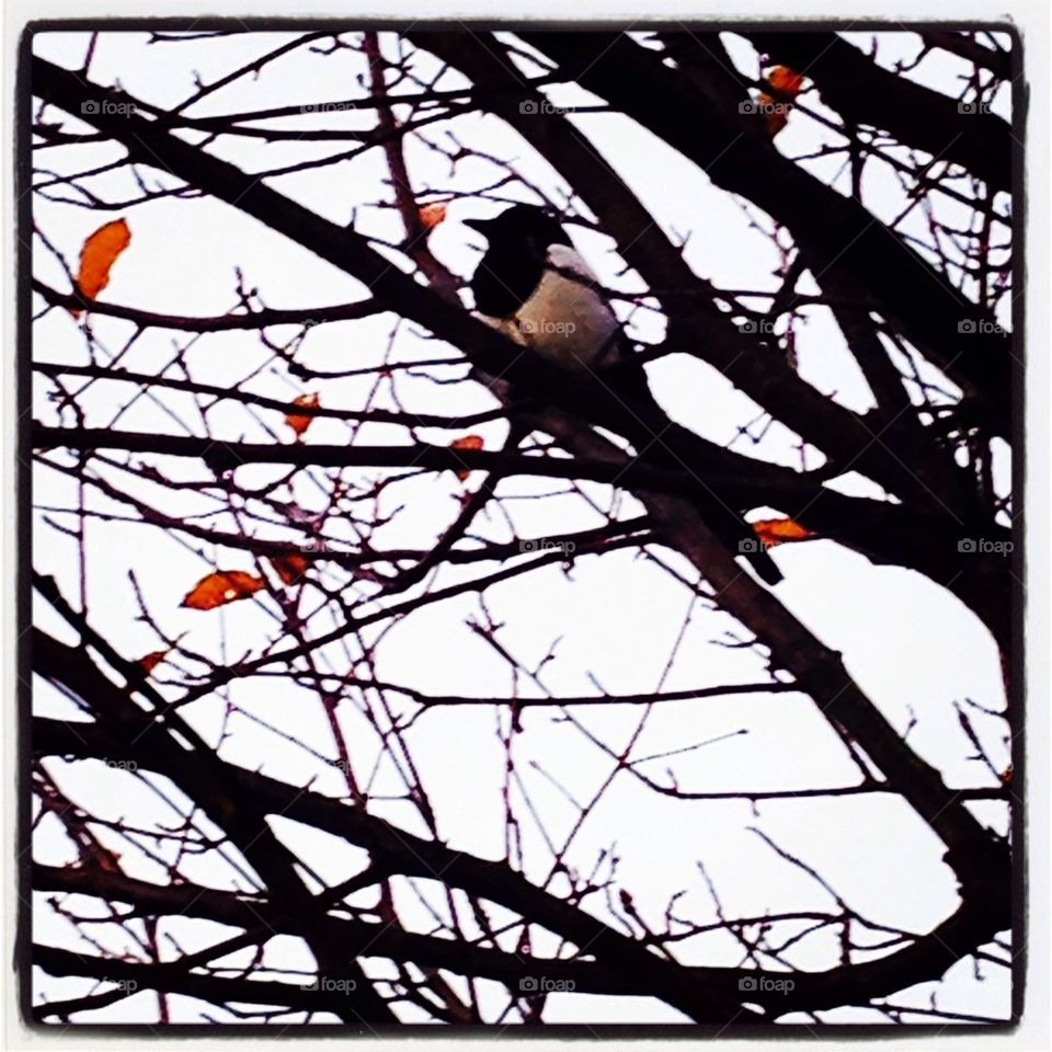 Magpie