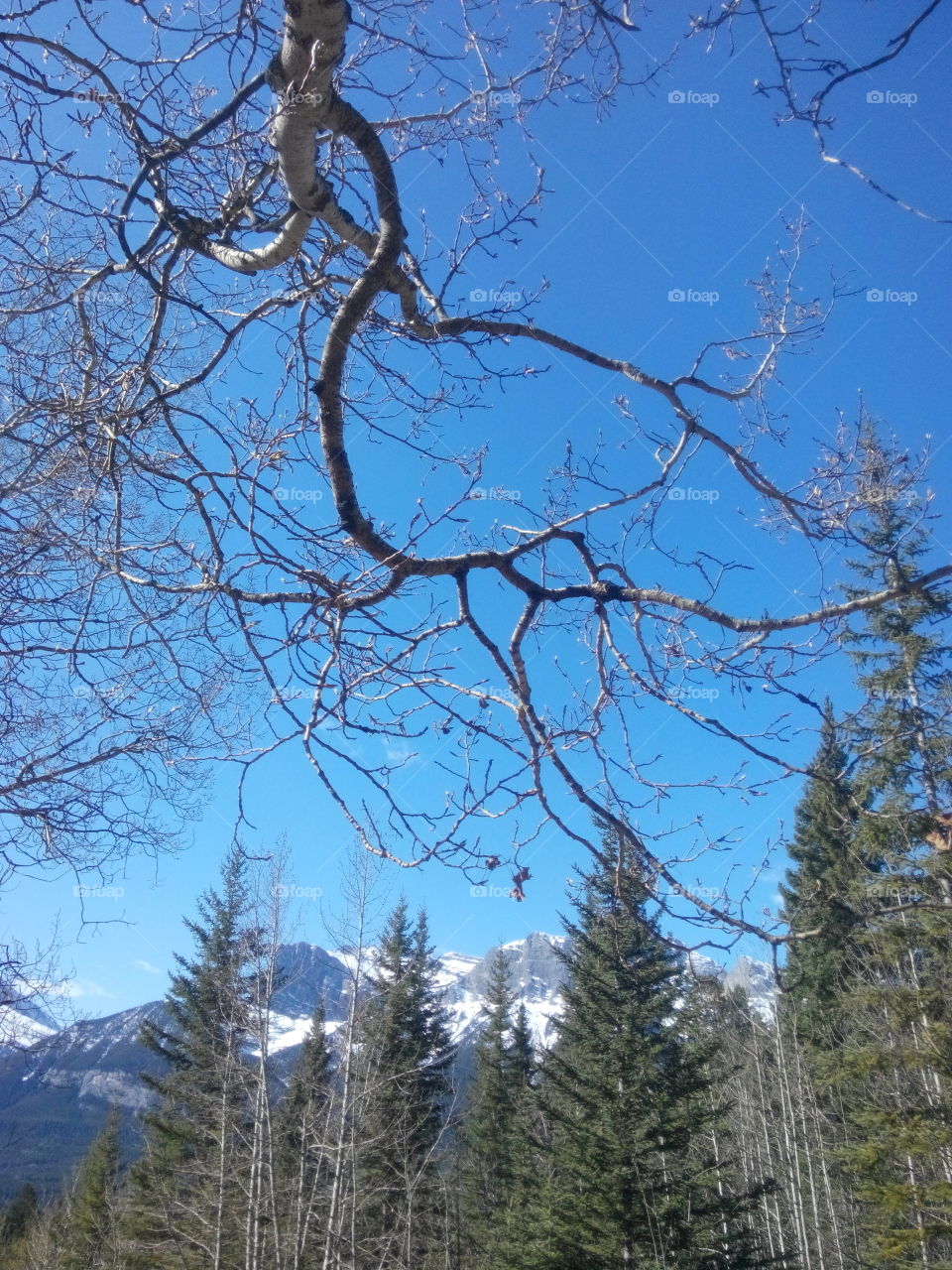 Tree branches . Blue sky tree mountain