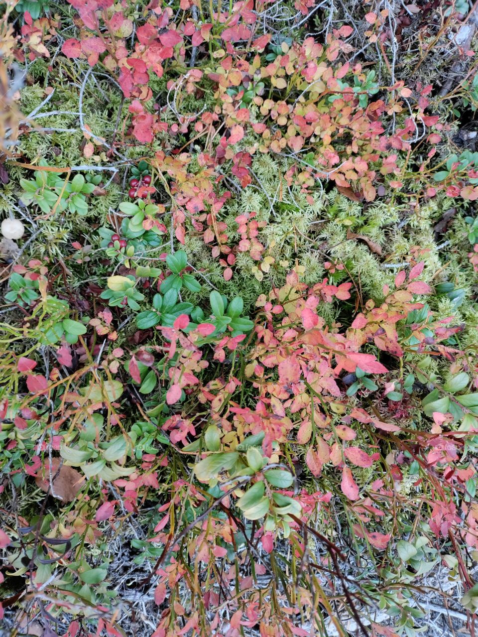 colorful leaves in autumn