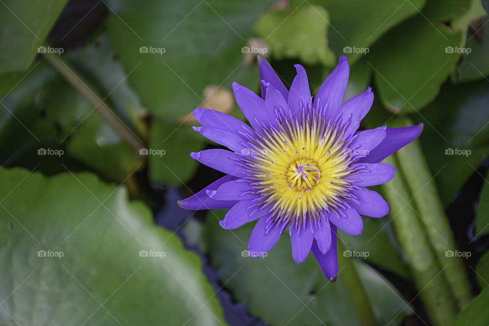 Lotus flowers dark purple in pound.