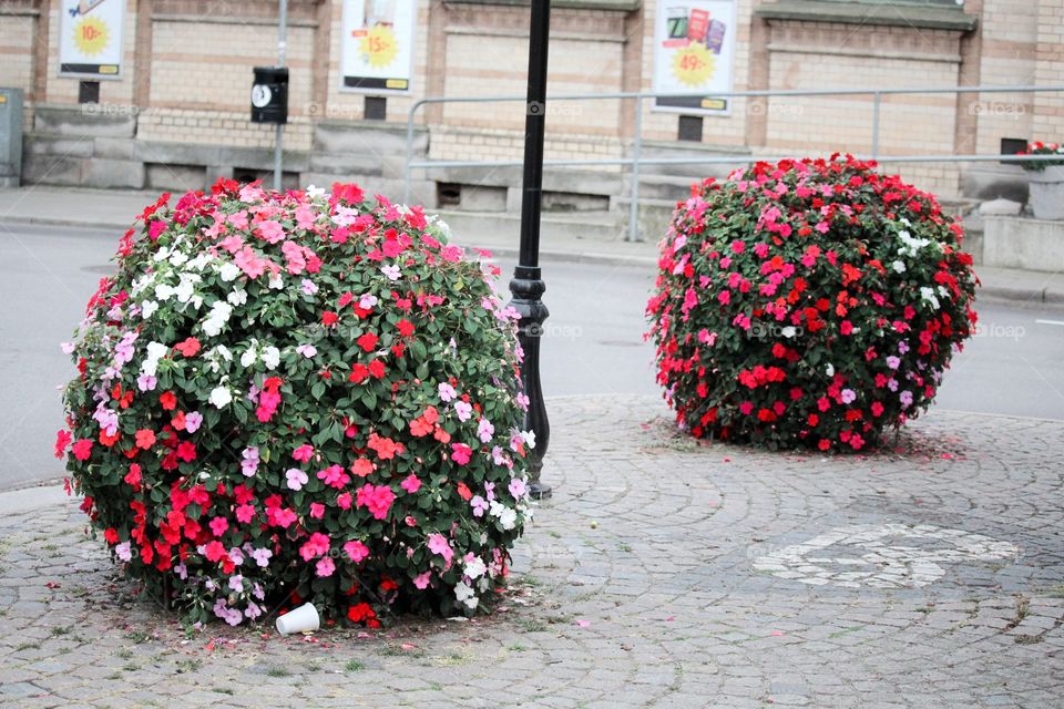 Flowers