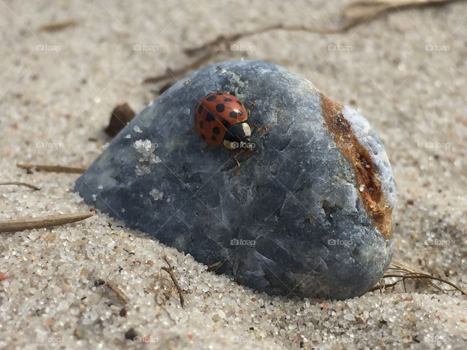 Ladybug 