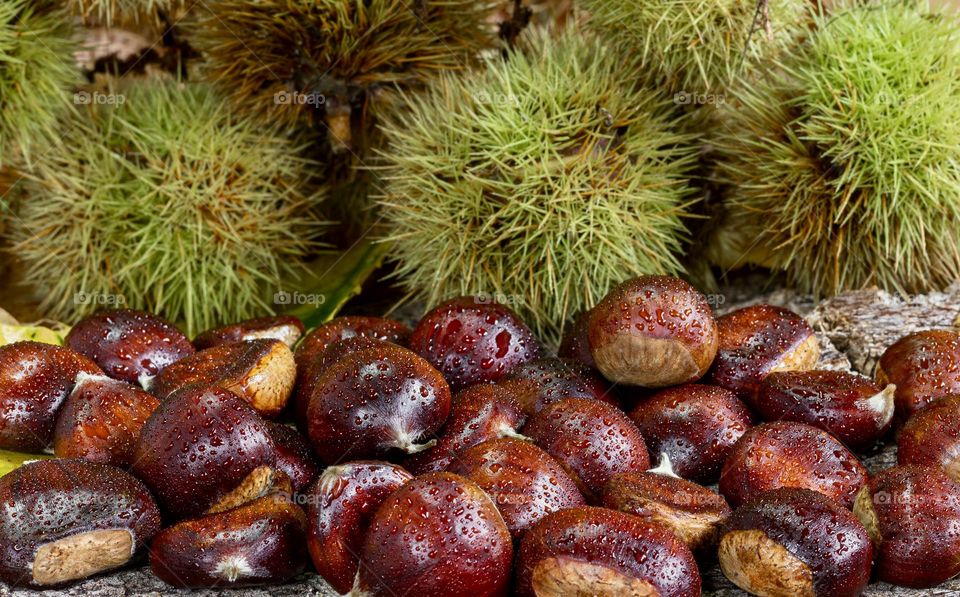 Red chestnuts and green, spiky cases