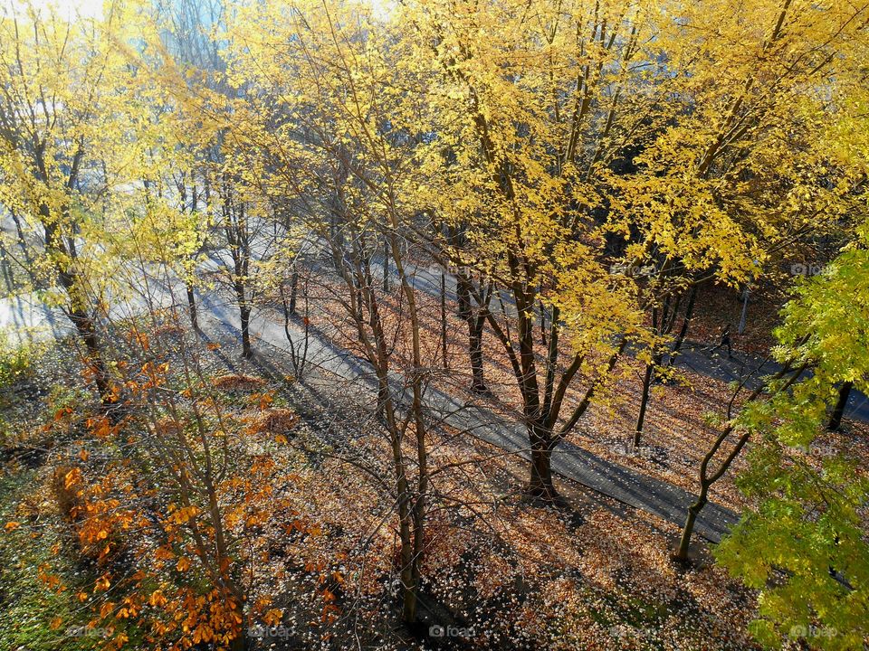 Fall, Tree, Leaf, Landscape, Wood