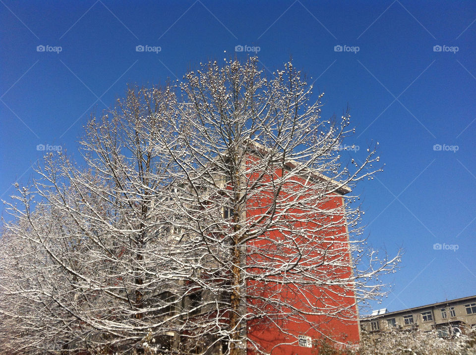 北京 spring snow by HIN