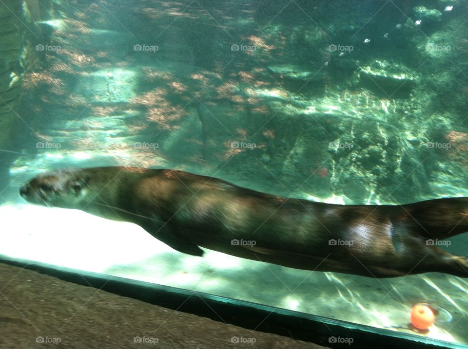 Adorable otter swimming. Otter swimming underwater