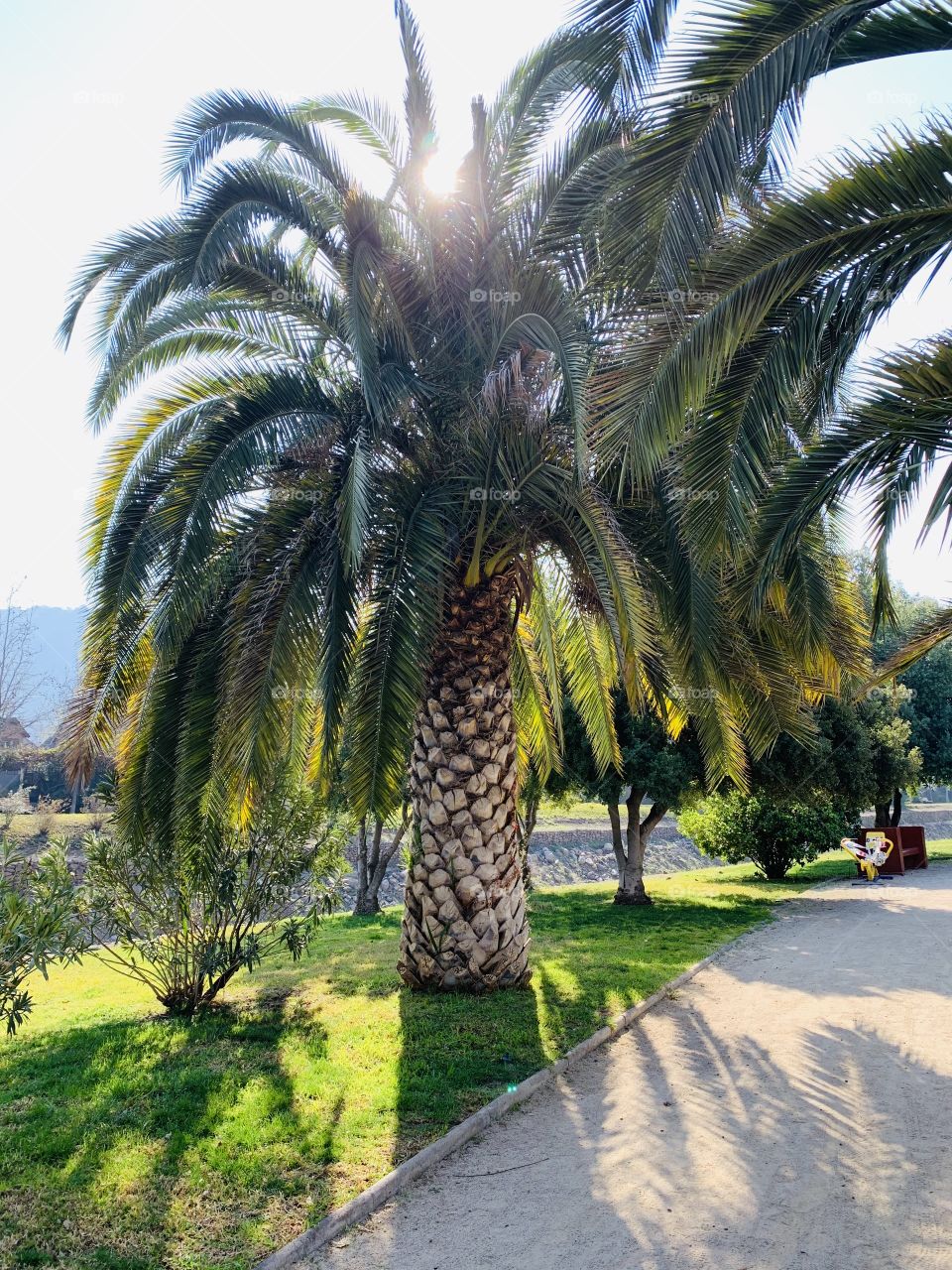 Palmera en el valle