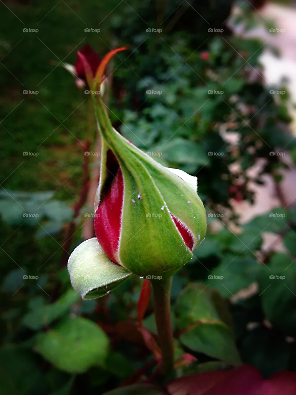 Rosebud