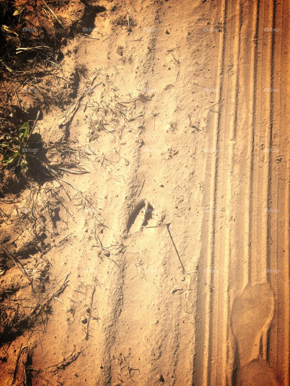 Animal footprint. Footprint in the sand