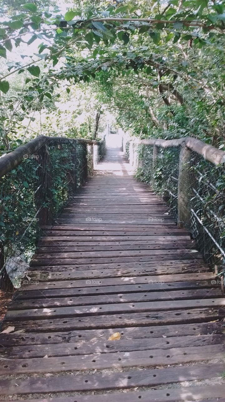 A simetria e a beleza das formas. Uma ponte bem localizada entre a mata! Viva a natureza!