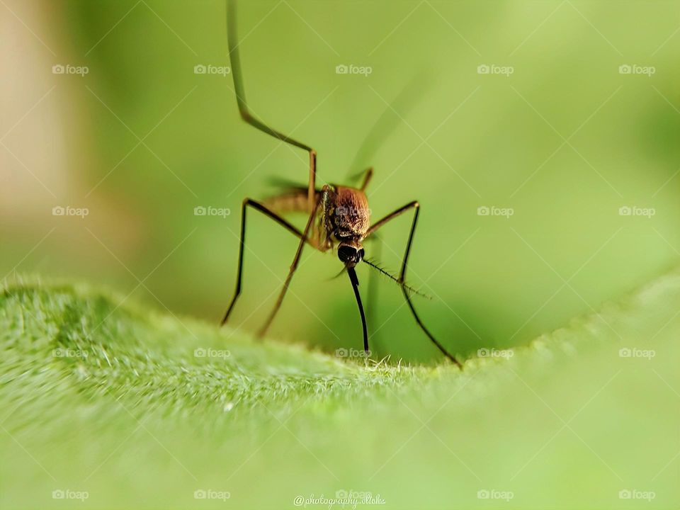Mosquito sitting on leaf