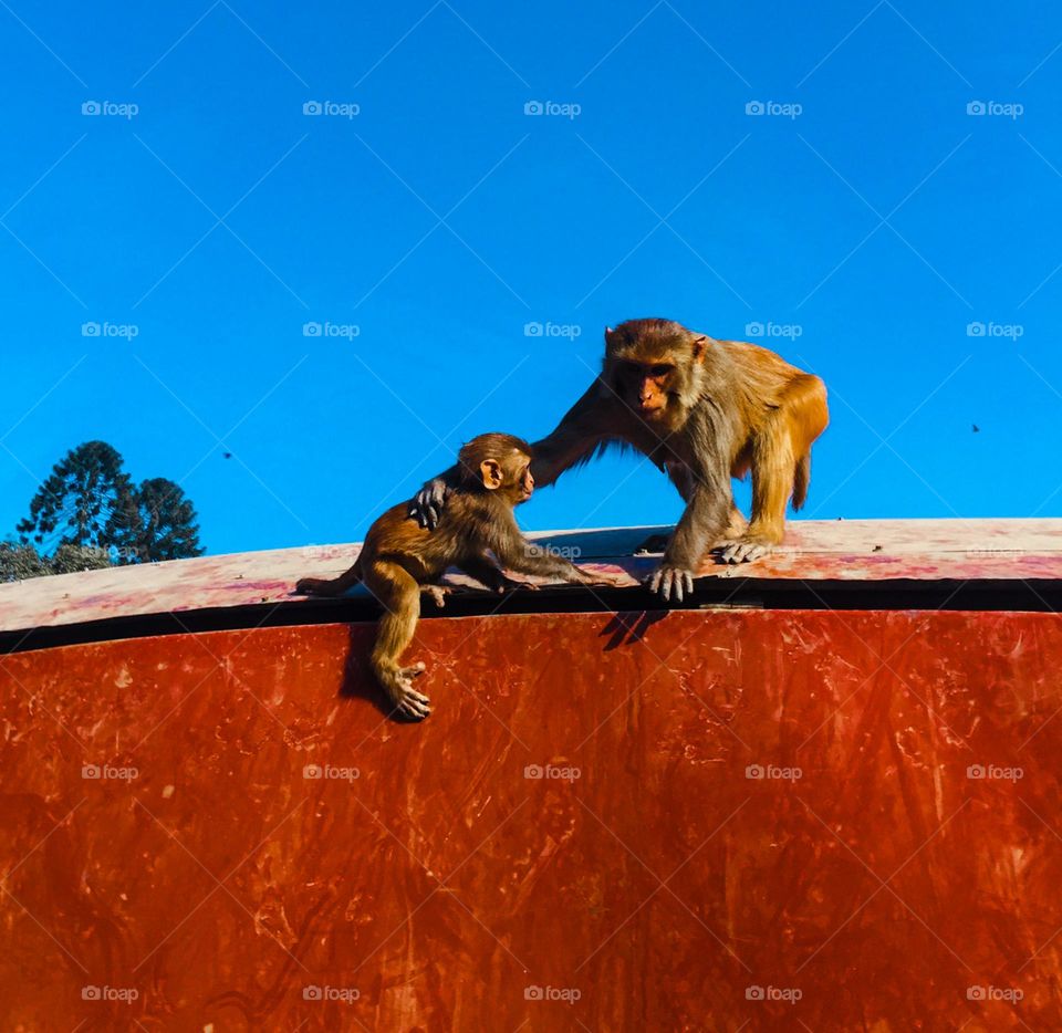 mother monkey and baby monkey