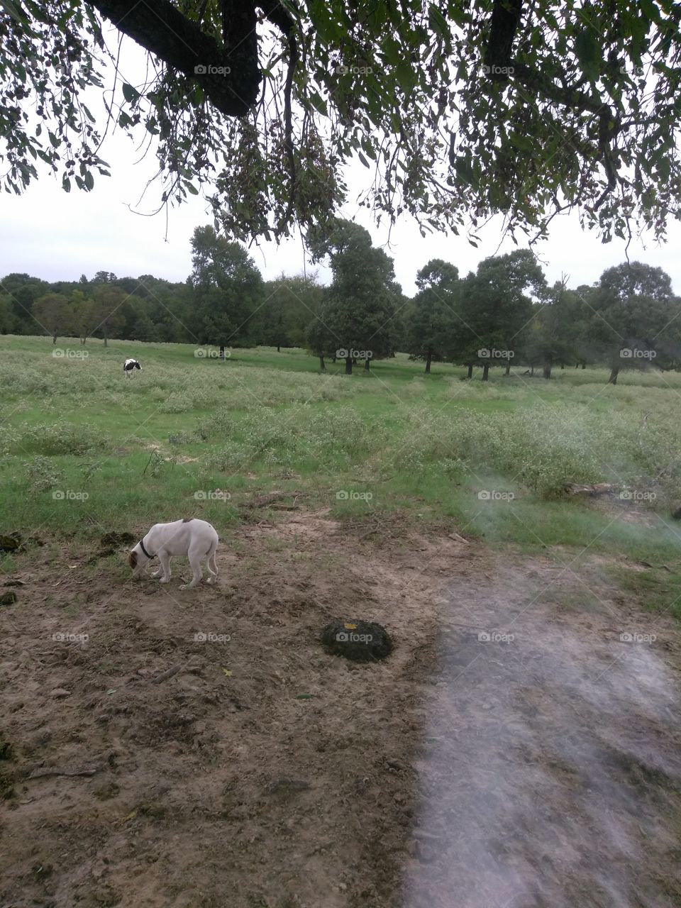 beautiful view out into the field