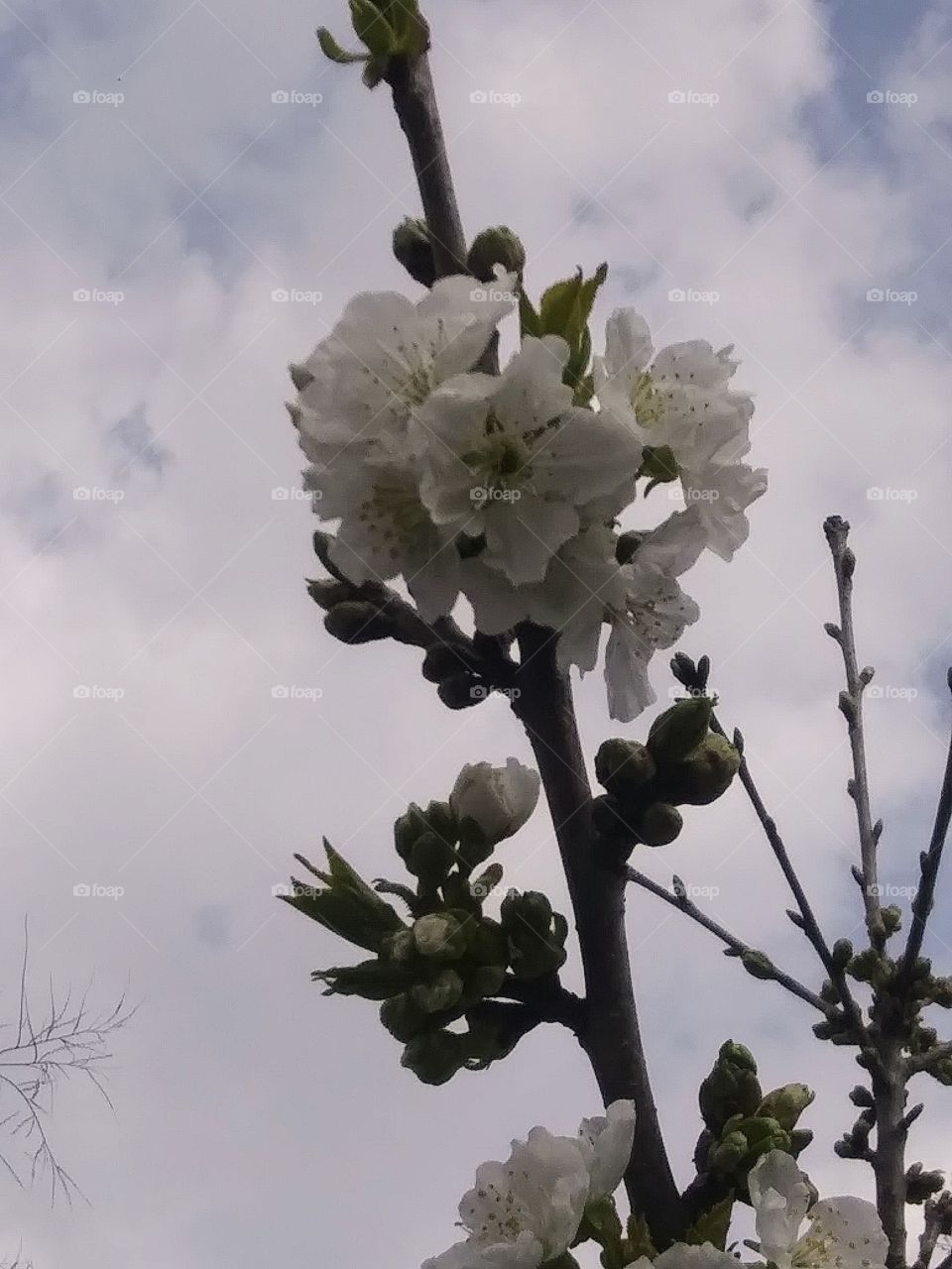 blooming fruit tree