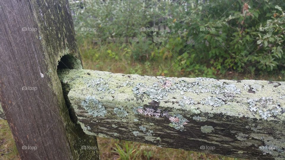 lichen fence