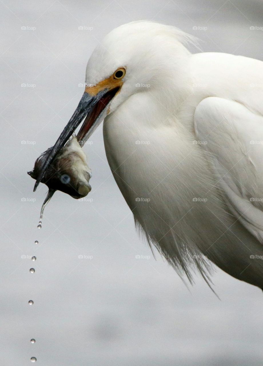 Snowy Egret with a Fish