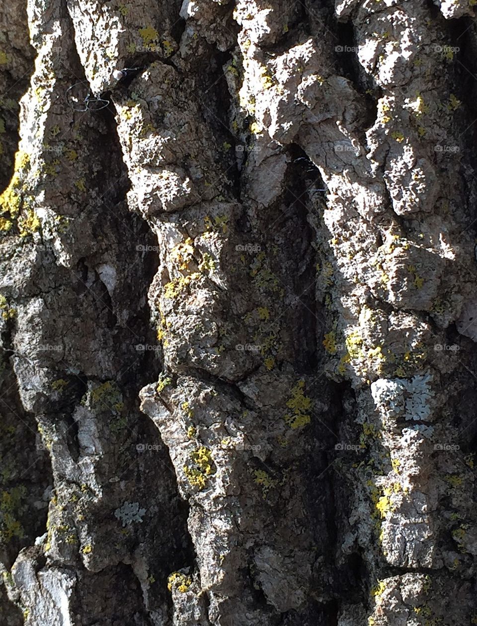 Tree bark