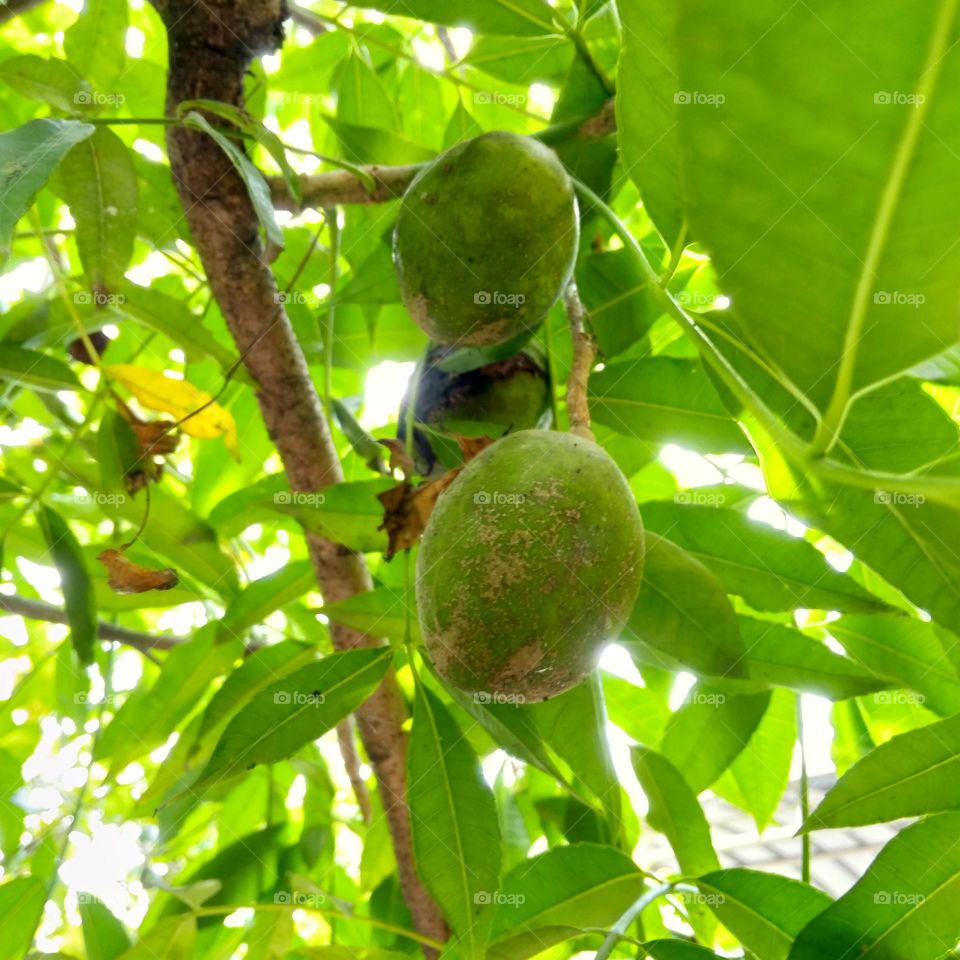 Ambarella fruit on the tree