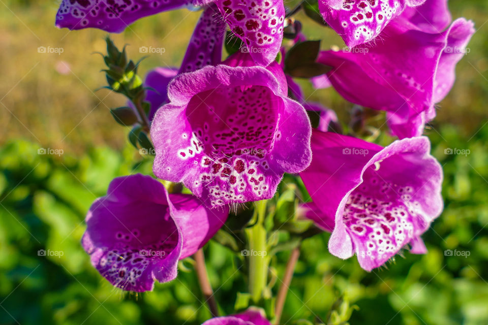 Digitalis, herbaceous perenial plants, shrubs and biennials, commonly called foxgloves