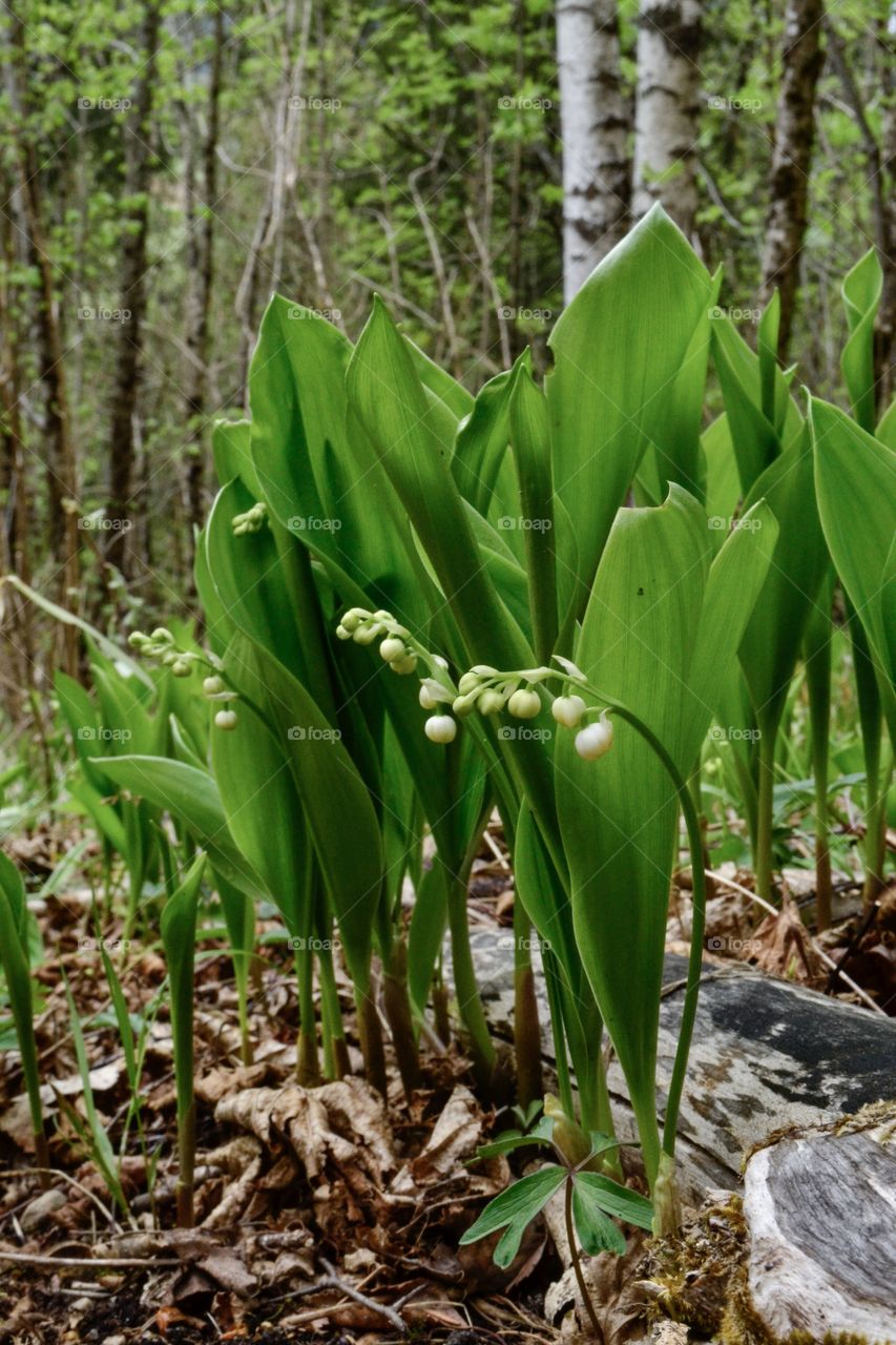 Lily of the valley plant in forest