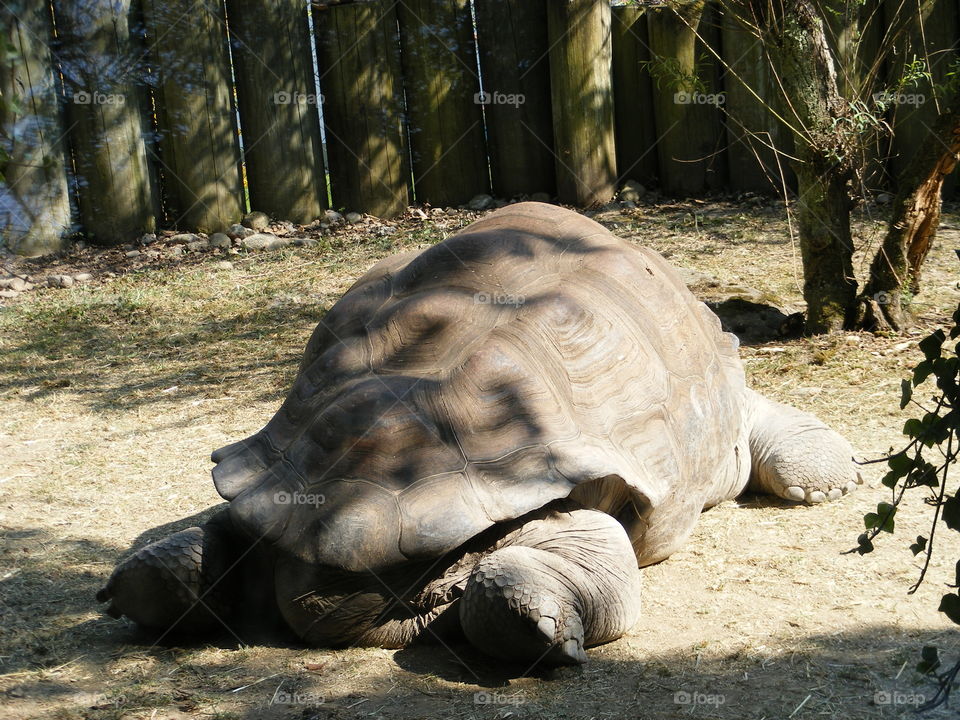 Turtle