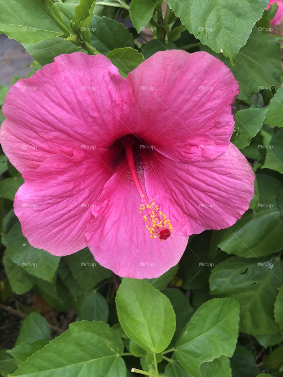 A beautiful pink hibiscus in full bloom.