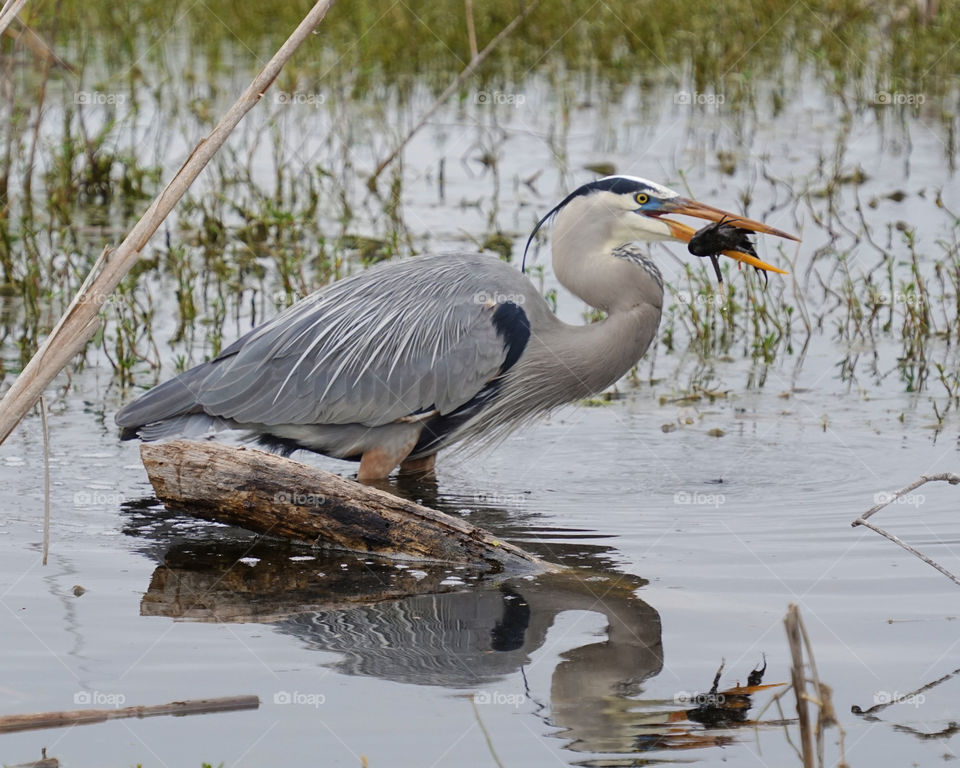 Heron catches fish