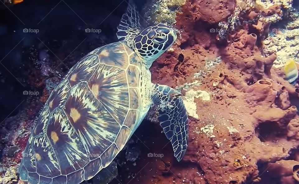 Beautiful turtle underwater