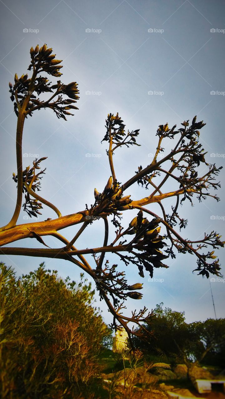Tree flower, Athens, Greece