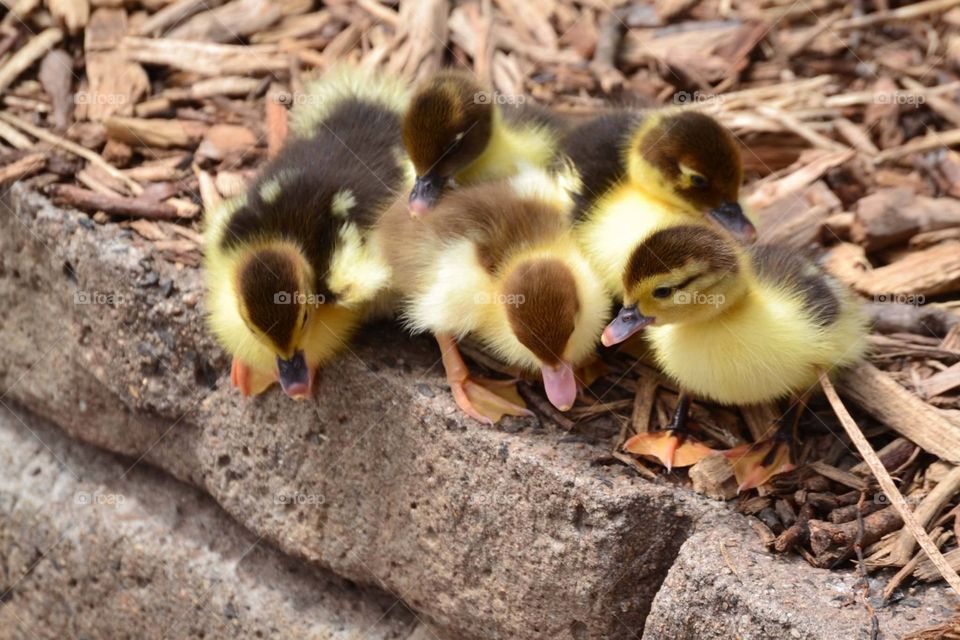 A bunch of cute fluffy ducks
