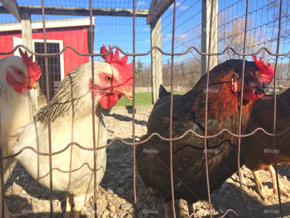 Chicken in caged