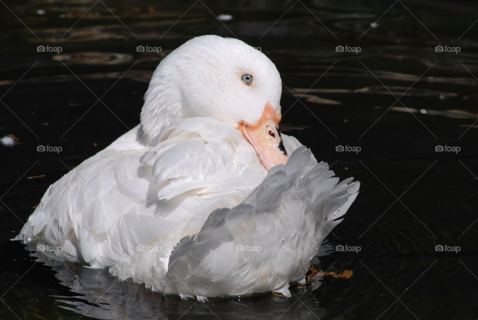 White duck taking a swim in clear pond water