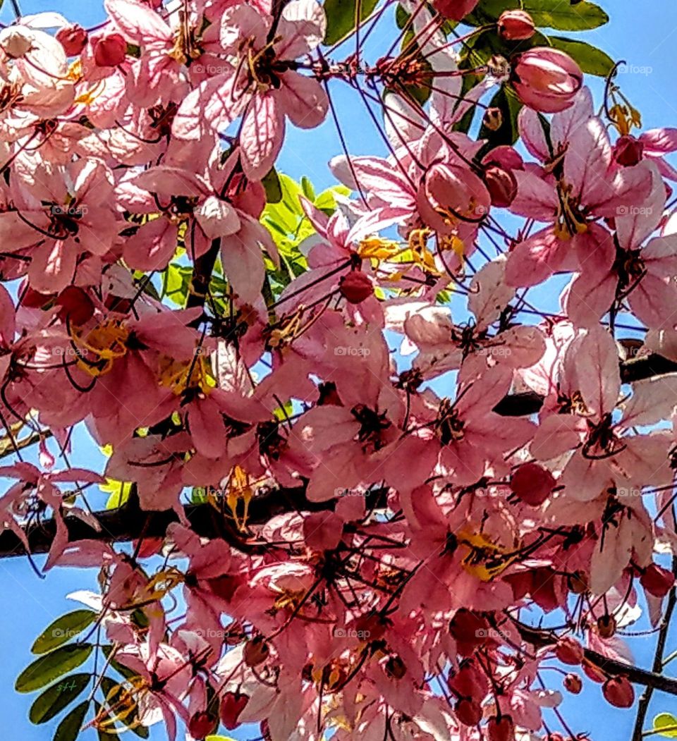 The blooming flowers of pink shower tree, they are full blooming in March, very brilliant and bright, far away like cherry blossoms. also called Thailand cherry blossom tree.