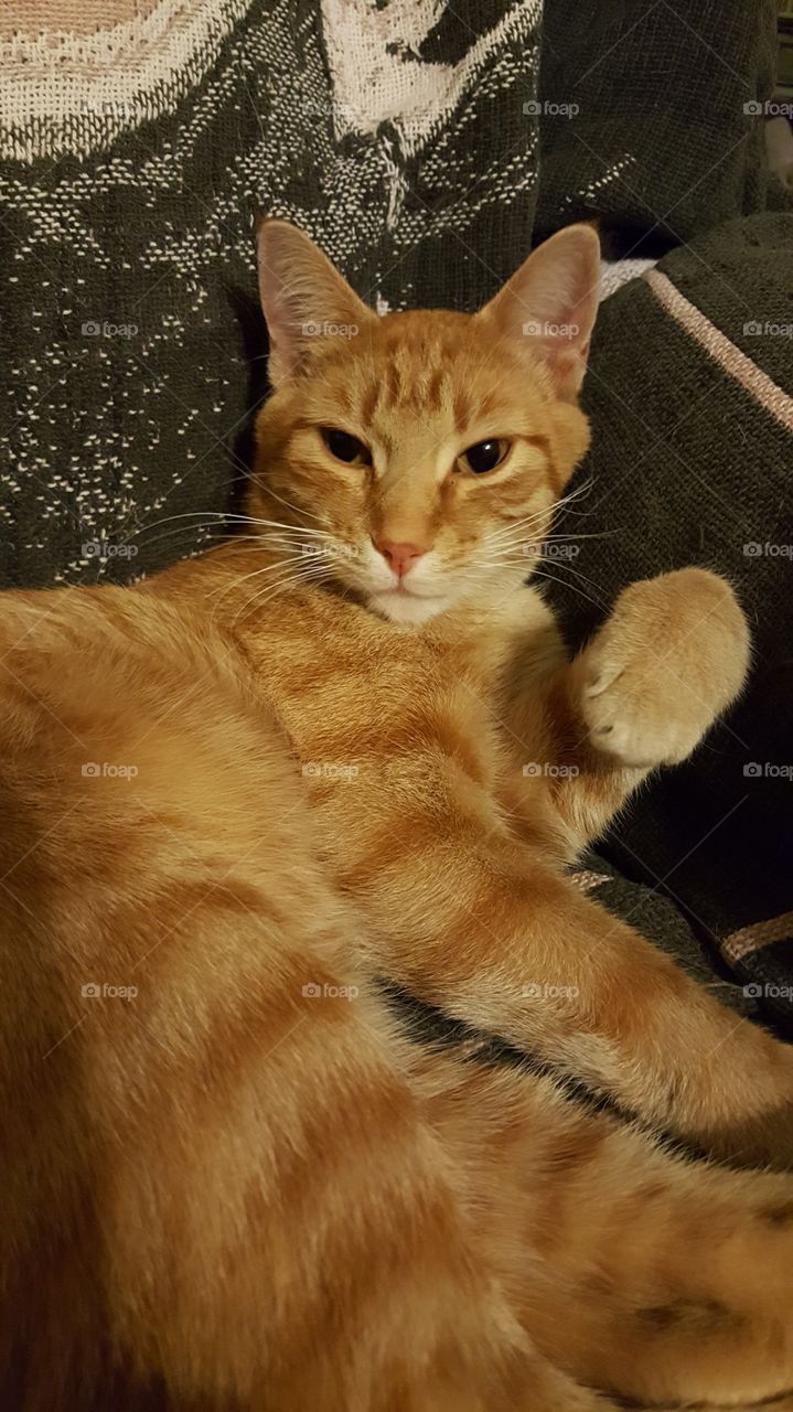 Tony....my mouse catcher and sweet cuddle buddy