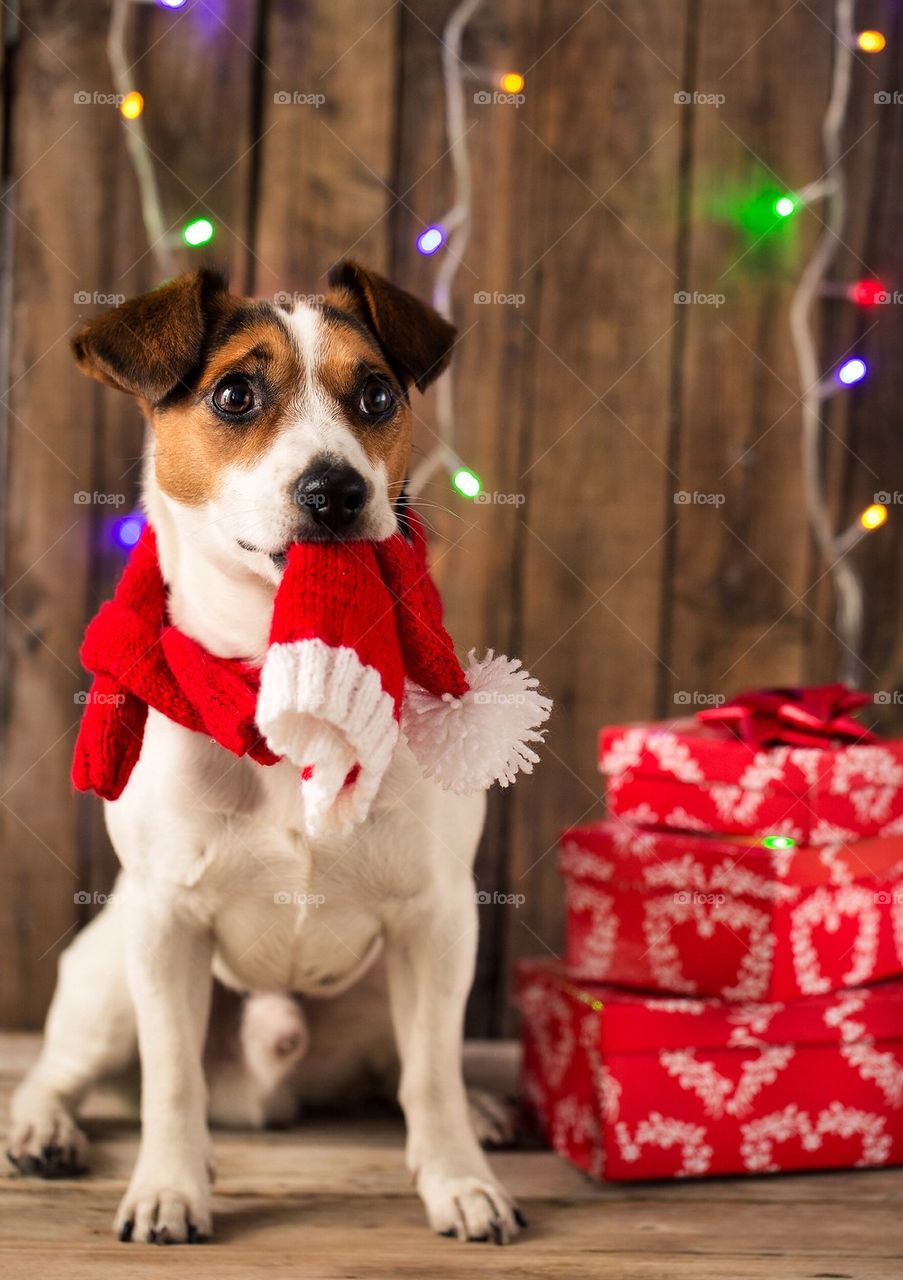 Portrait of dog at christmas