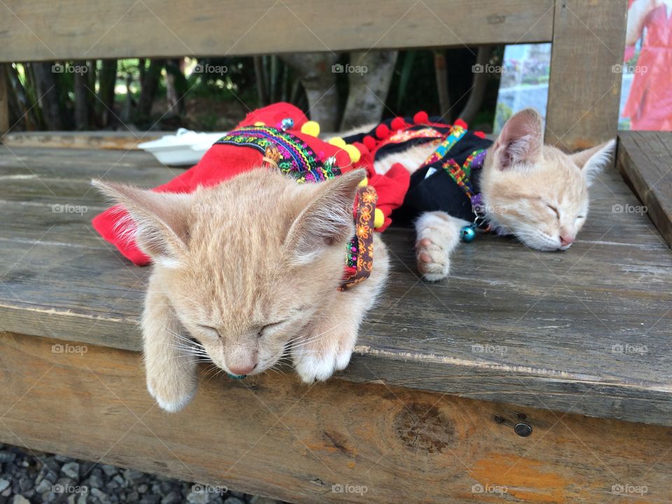 Sleeping kitty wear dress of northern Thailand is lovely time