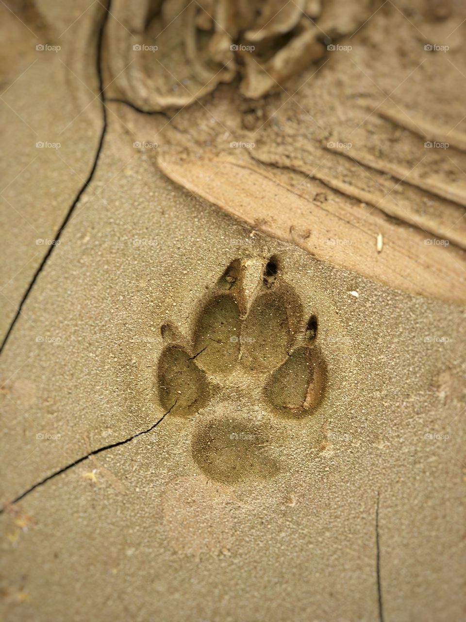 Perfect Paw Print in The Sand 