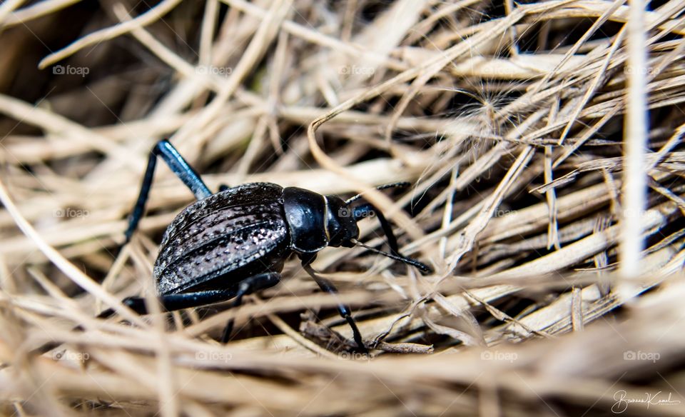 Darkling beetle(Tenebrionidae)_Jahra_Kuwait