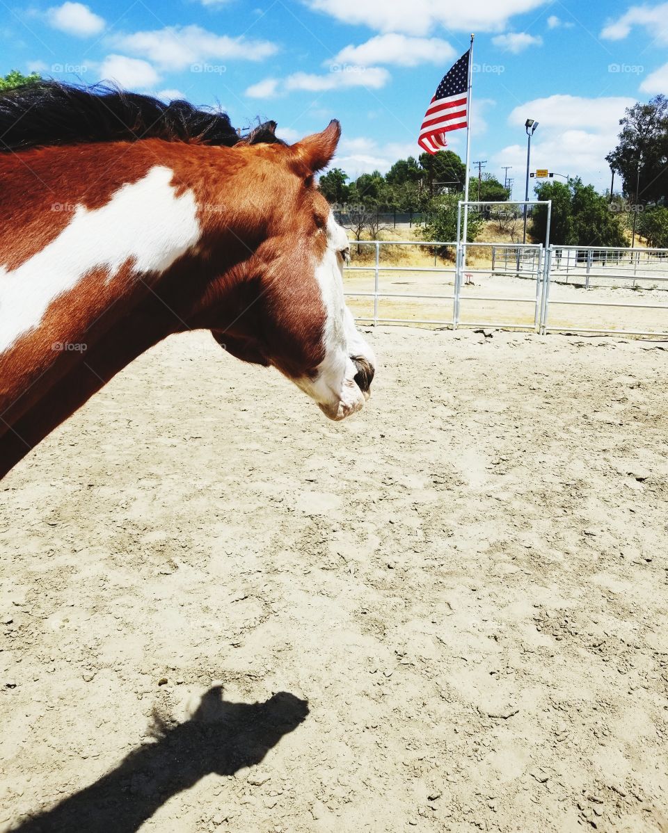 American Paint Horse with flag and shadow