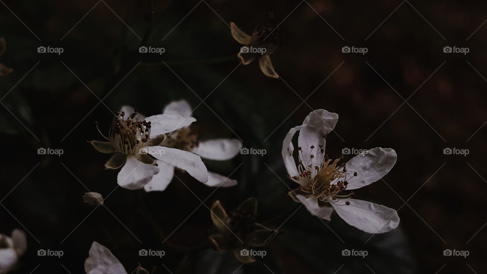 white flowers