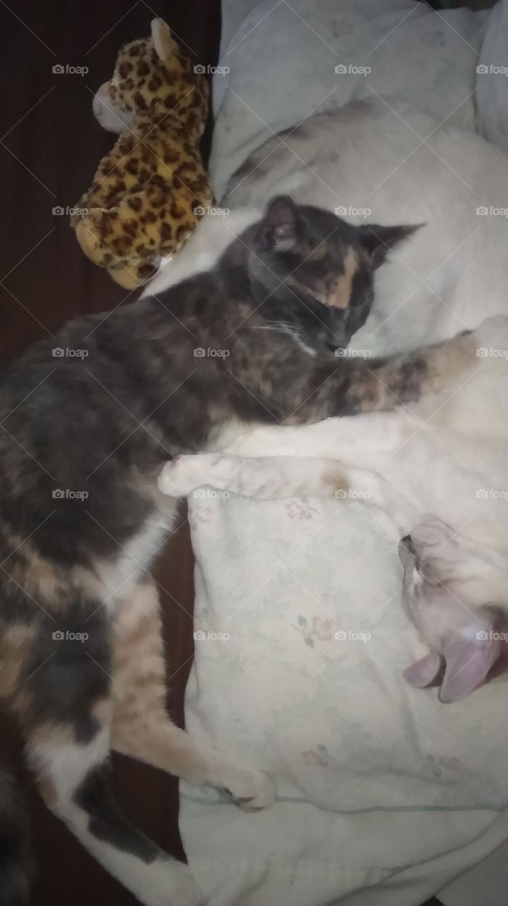 Cat Romance